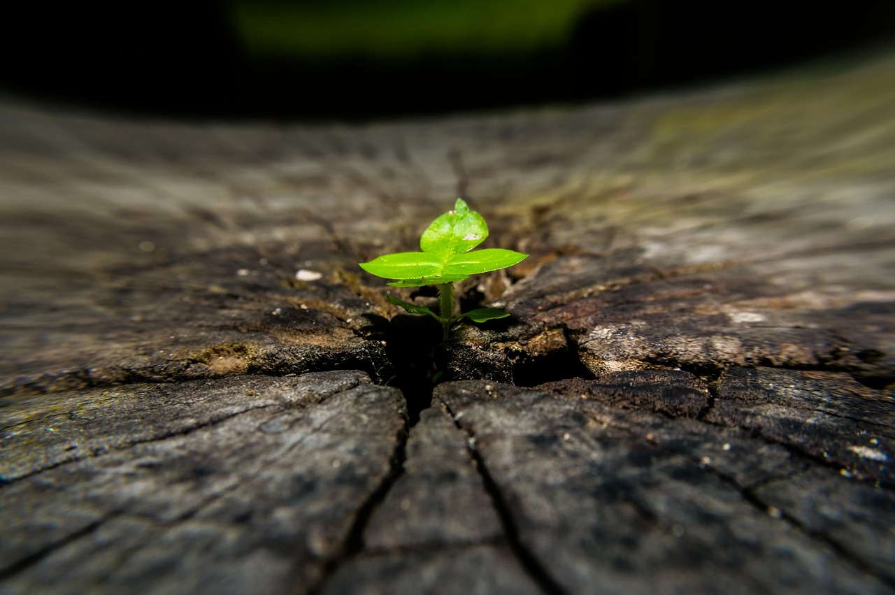 tree, macro, bark, join, nature, close-up, green, young tree